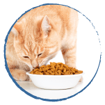 categoría-gato-alimentos