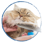 categoria-gato-estetica-e-higiene