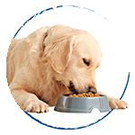 categoria-perro-alimentos