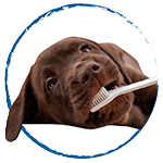 categoria-perro-estetica-higiene